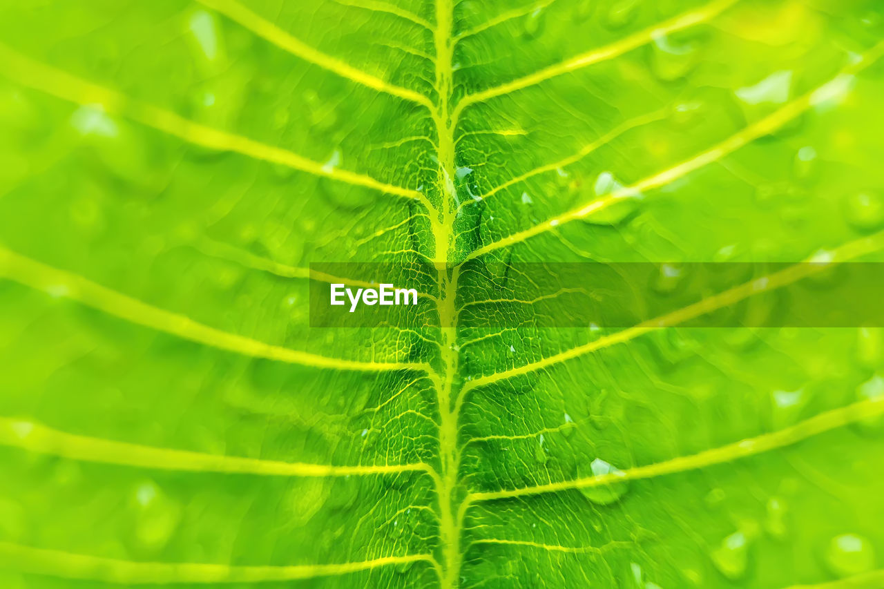 CLOSE-UP OF LEAVES