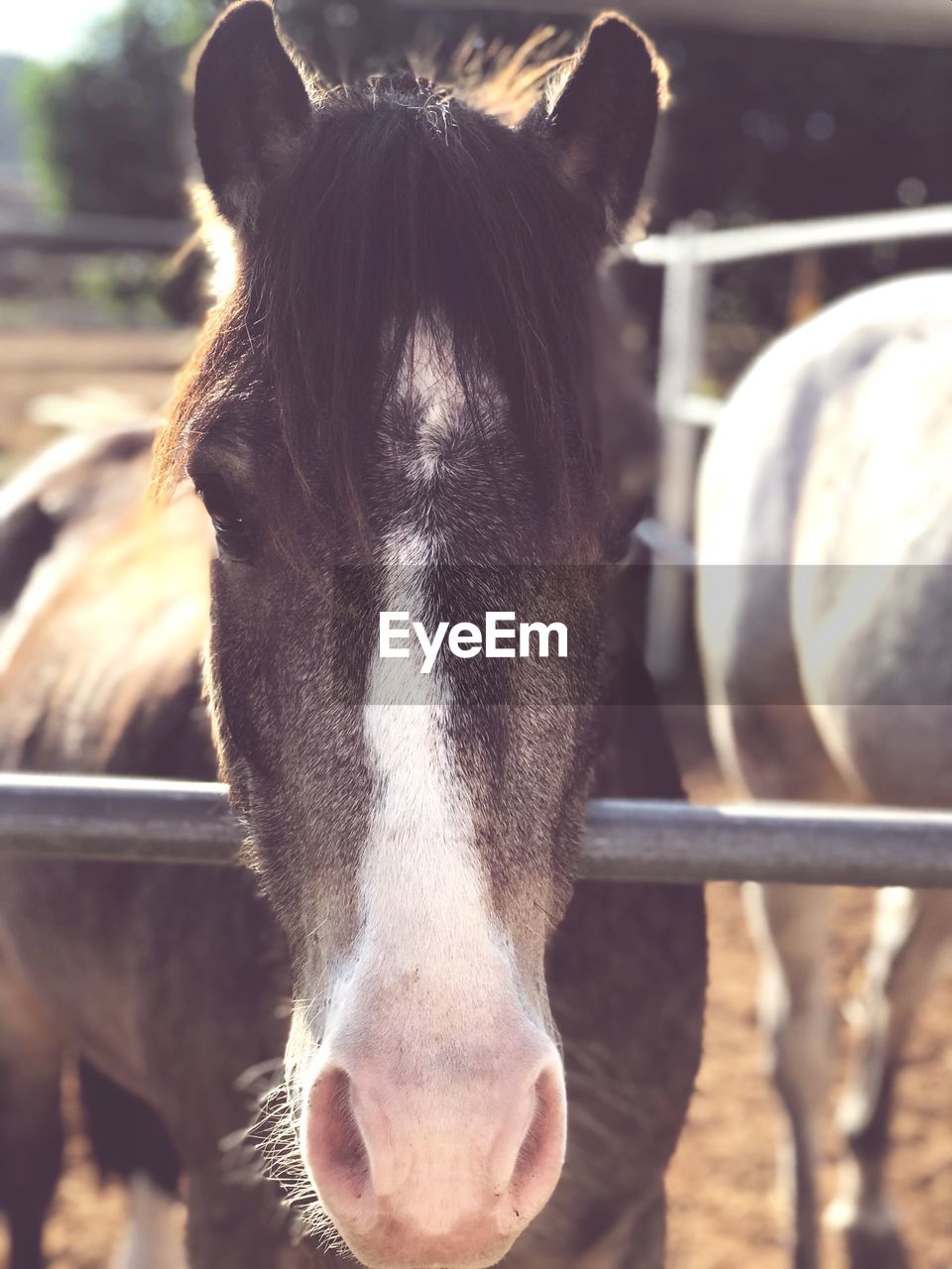 CLOSE-UP OF HORSE LOOKING AWAY