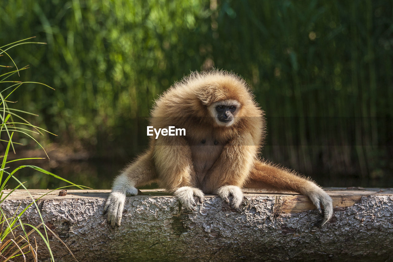 Gibbon monkey sitting on tree