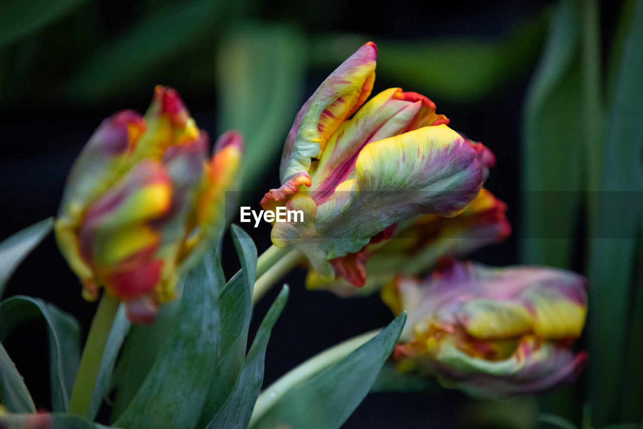 CLOSE-UP OF GREEN PLANTS