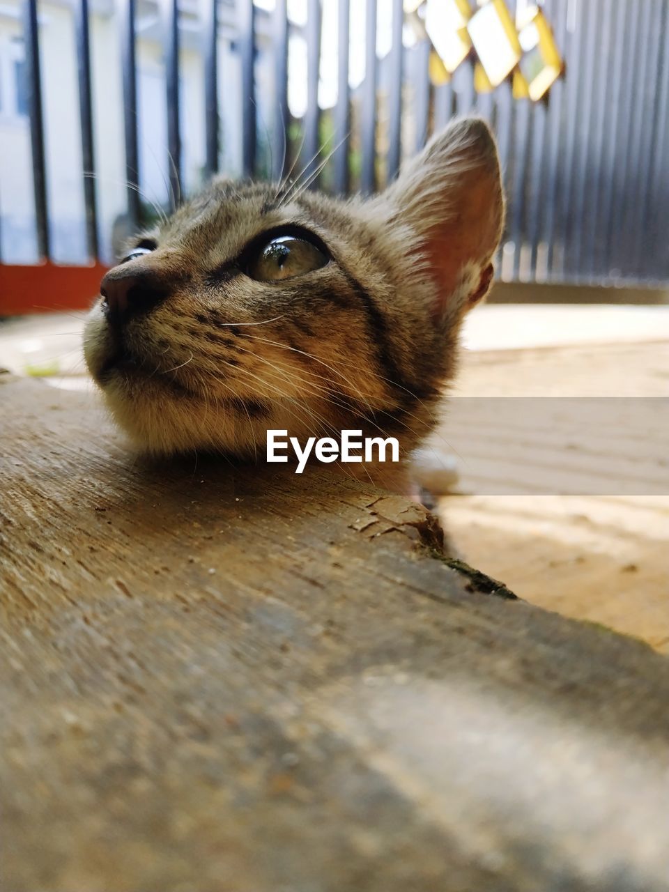 CLOSE-UP OF CAT ON FLOOR