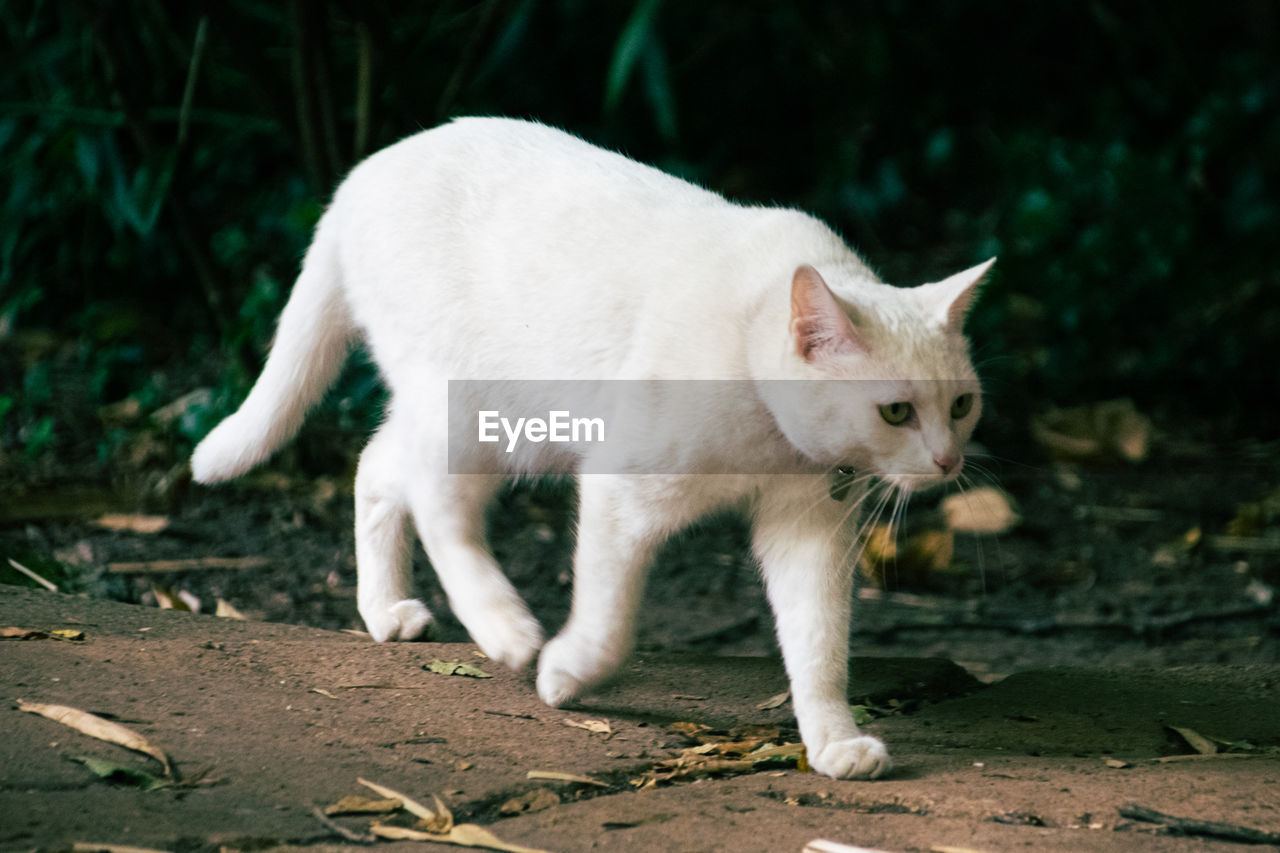 Cute cat exploring its surroundings