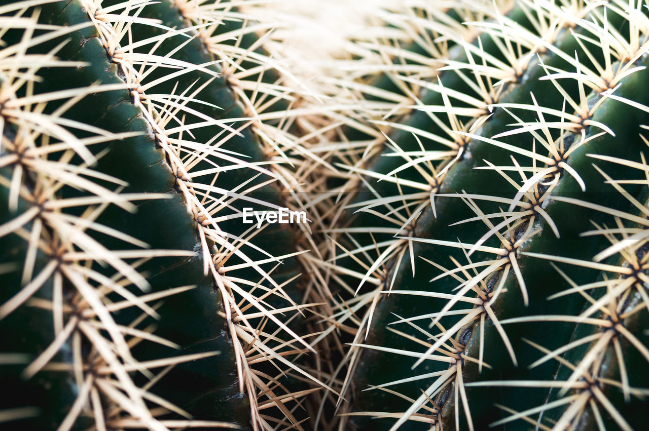 FULL FRAME SHOT OF CACTUS PLANT WITH PALM TREE