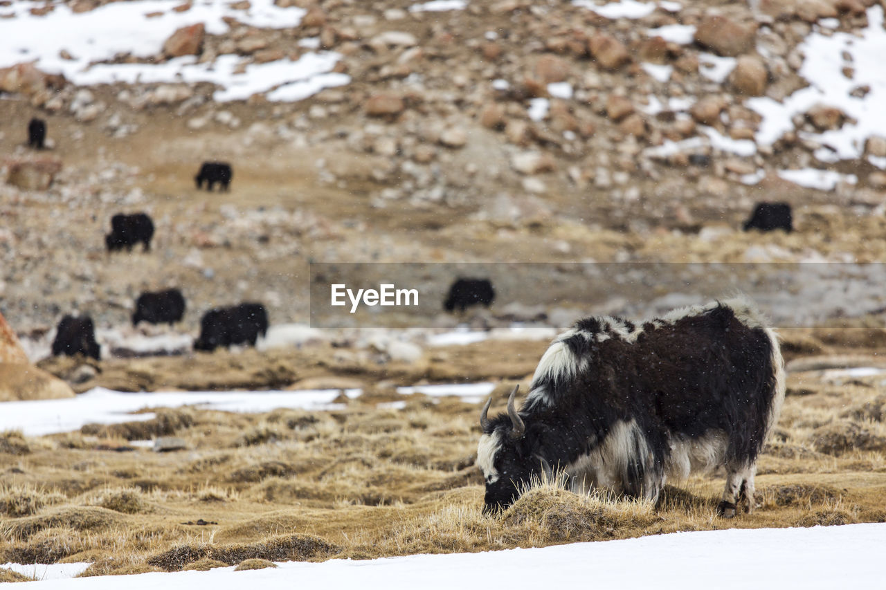 Yaks grazing on grassy field