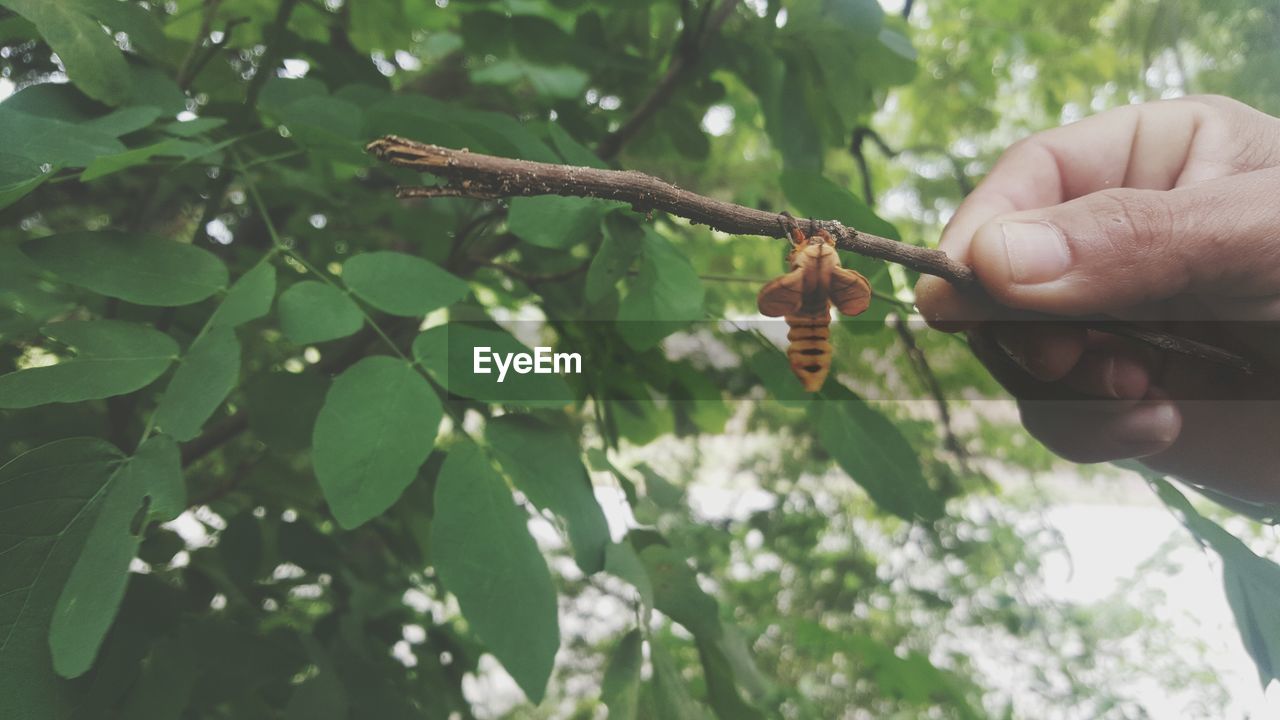 Cropped hand holding stick with insect