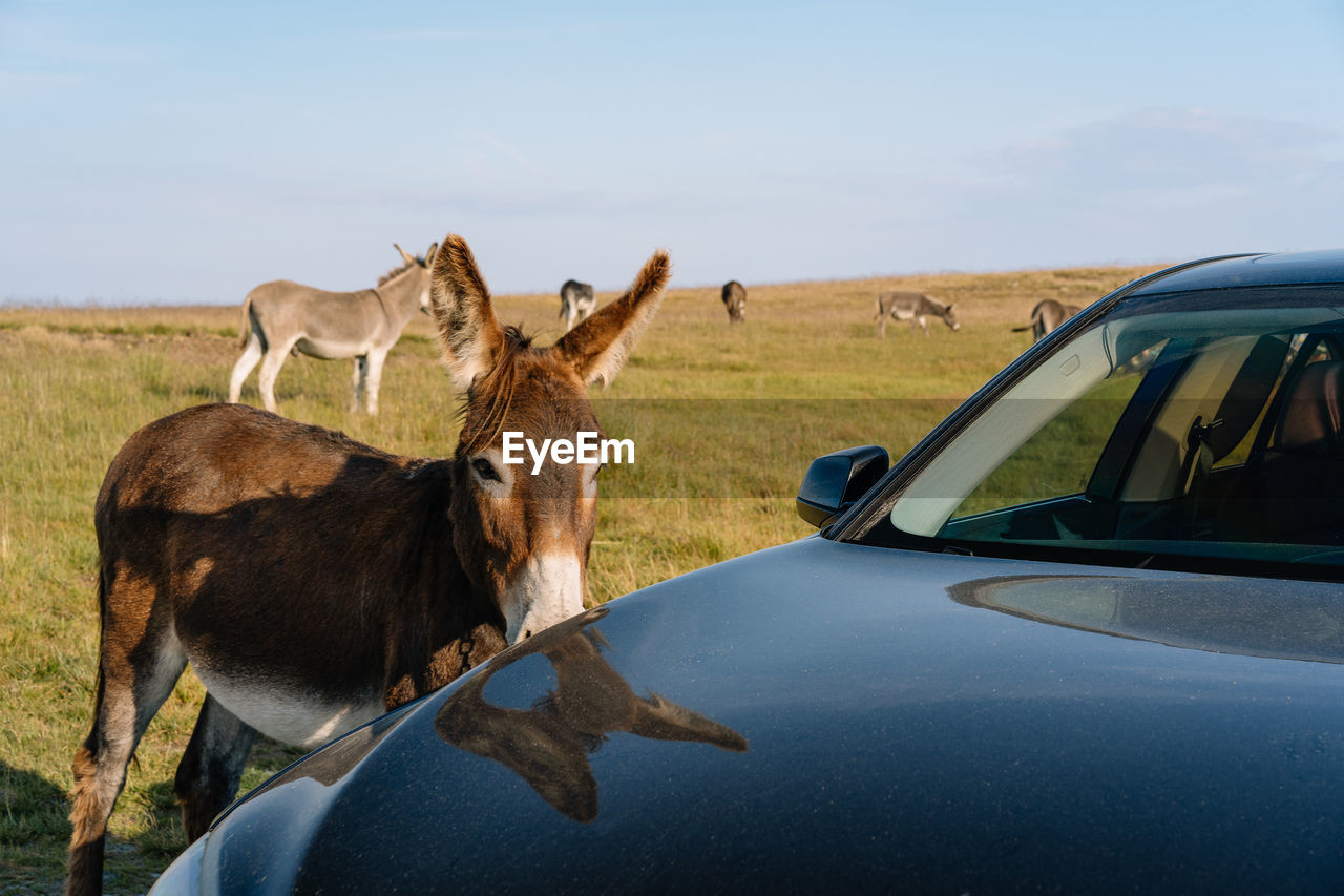 Donkey in a field by car