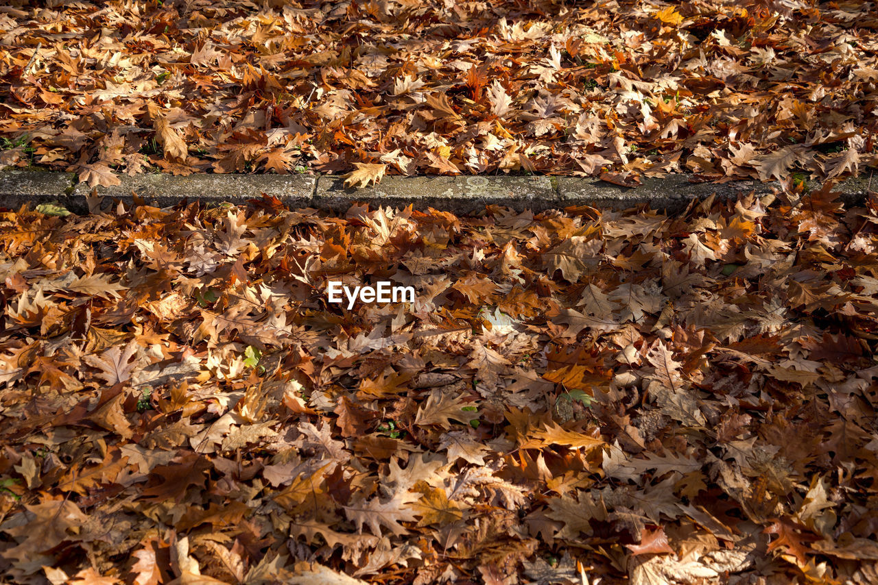 HIGH ANGLE VIEW OF DRY LEAVES ON FIELD DURING AUTUMN