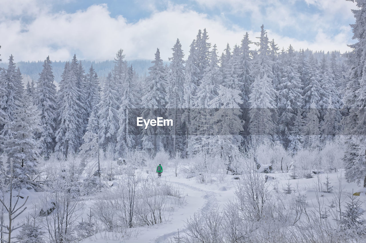 A man explores snow covered land and trees in forest in vitosha mountain, bulgaria