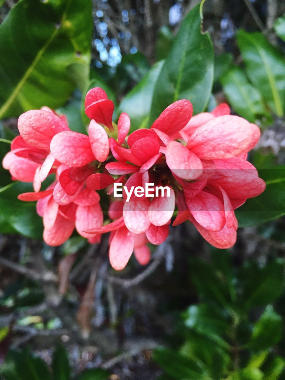 CLOSE-UP OF RED FLOWERS BLOOMING