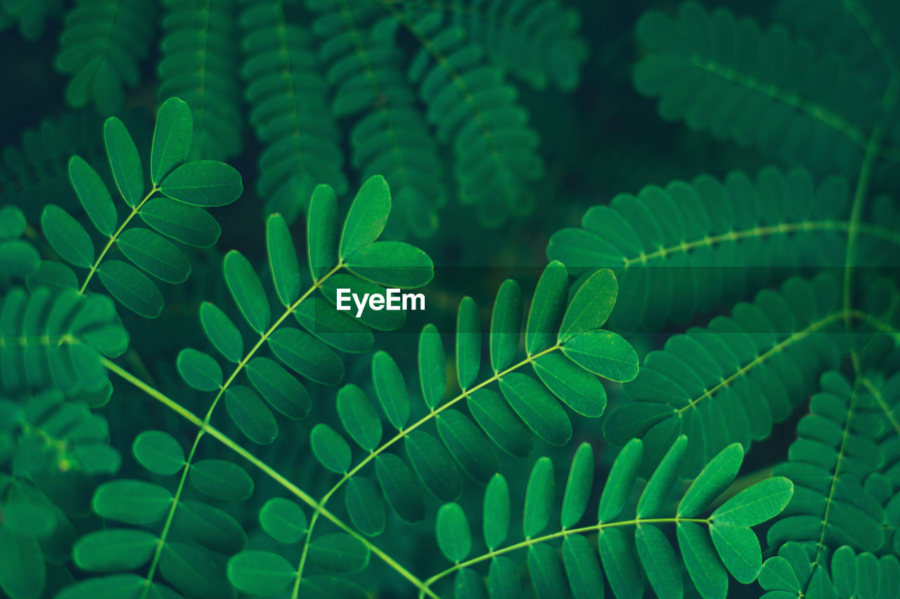 Close-up of green fresh tropical fern acacia leaves