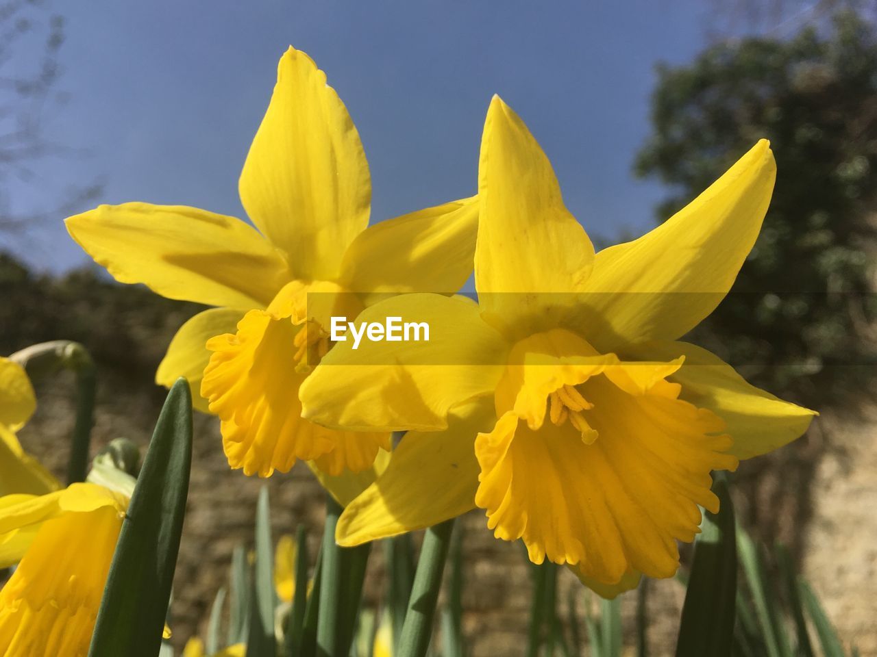 Close-up of yellow flowers blooming against sky