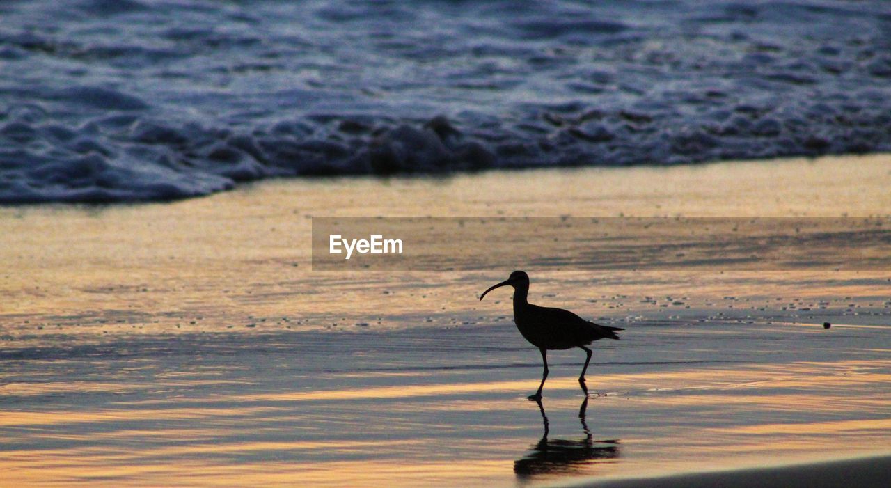 BIRD ON THE BEACH