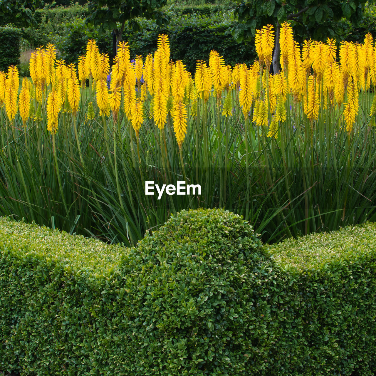 CLOSE-UP OF CROPS GROWING IN FIELD