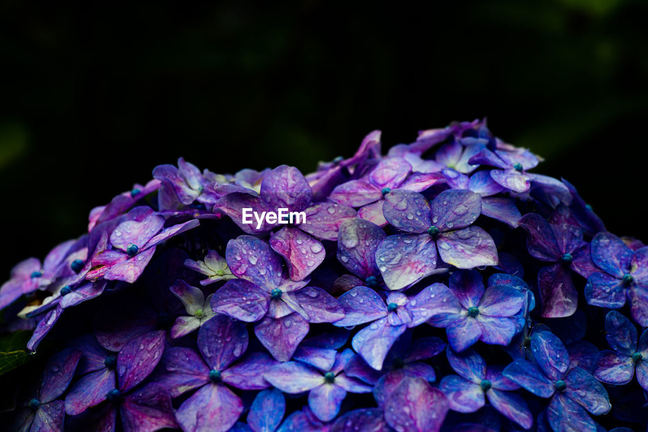 CLOSE-UP OF RAINDROPS ON PURPLE HYDRANGEA PLANT