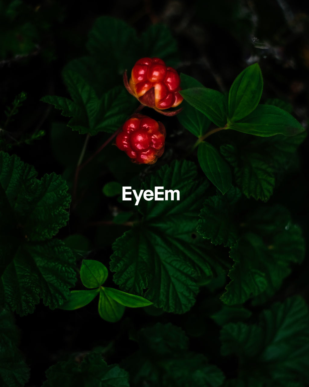 CLOSE-UP OF STRAWBERRY PLANT