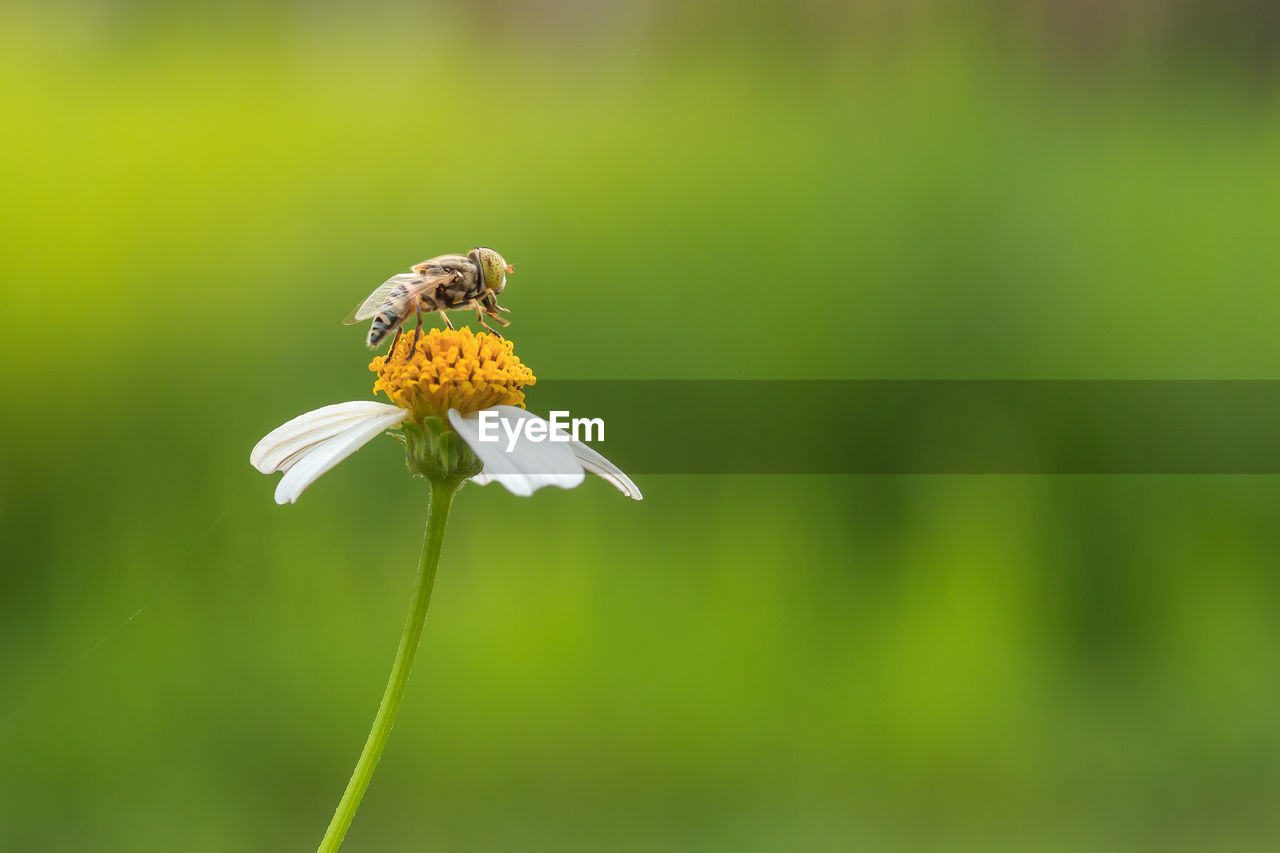 Close up image of hover fly playing around daisy flower alone