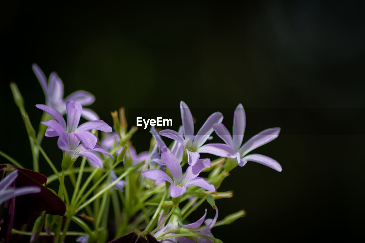 Close-up of purple flowering plant