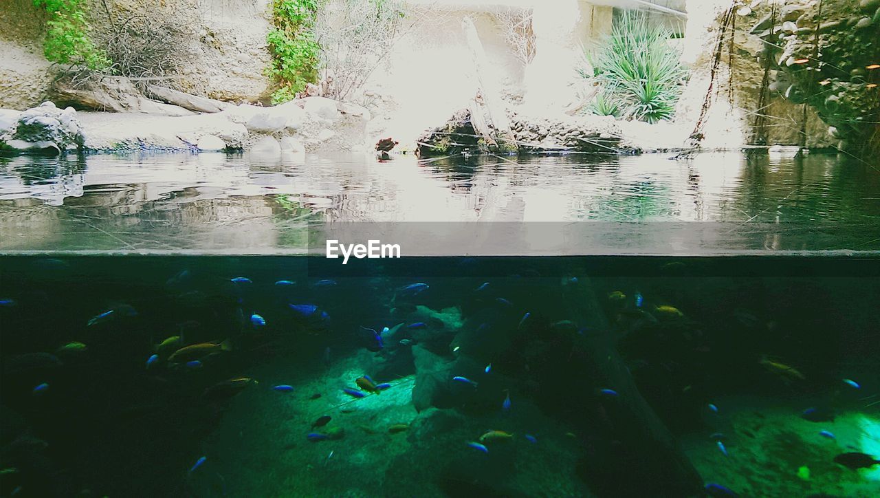 School of fish swimming in aquarium