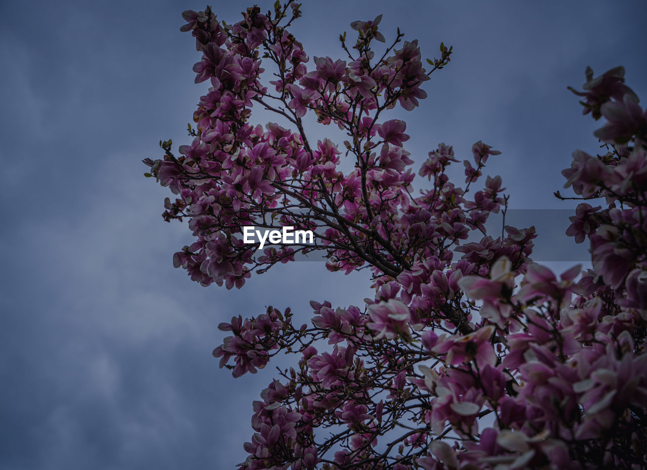 plant, tree, sky, flower, beauty in nature, flowering plant, nature, growth, blossom, pink, low angle view, freshness, leaf, branch, springtime, cloud, no people, fragility, outdoors, spring, day, tranquility