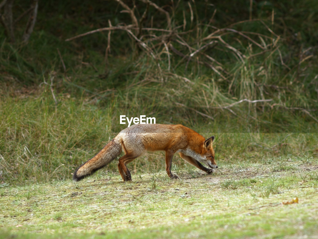 SIDE VIEW OF HORSE RUNNING ON FIELD