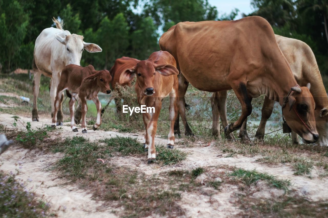 Cows with calves on field