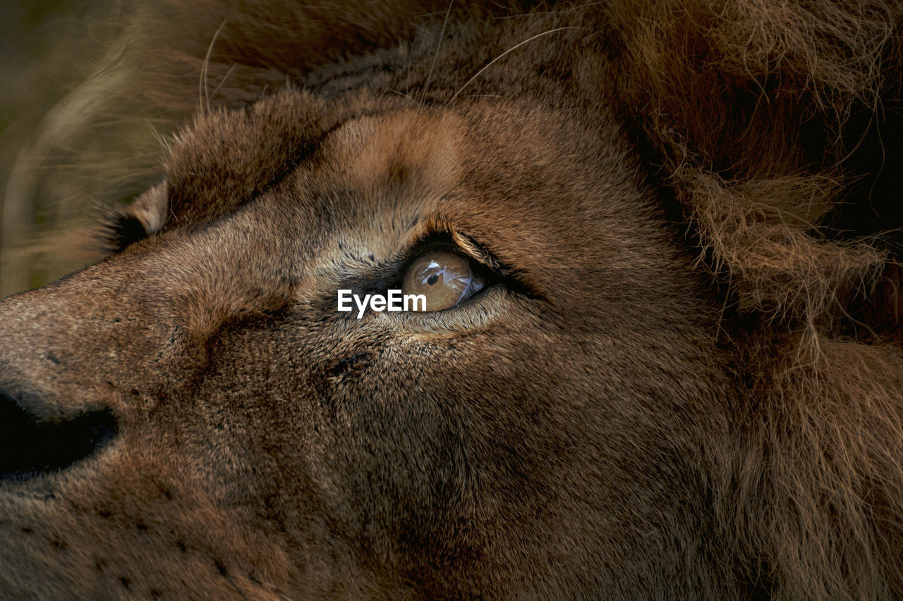 Close-up of lion