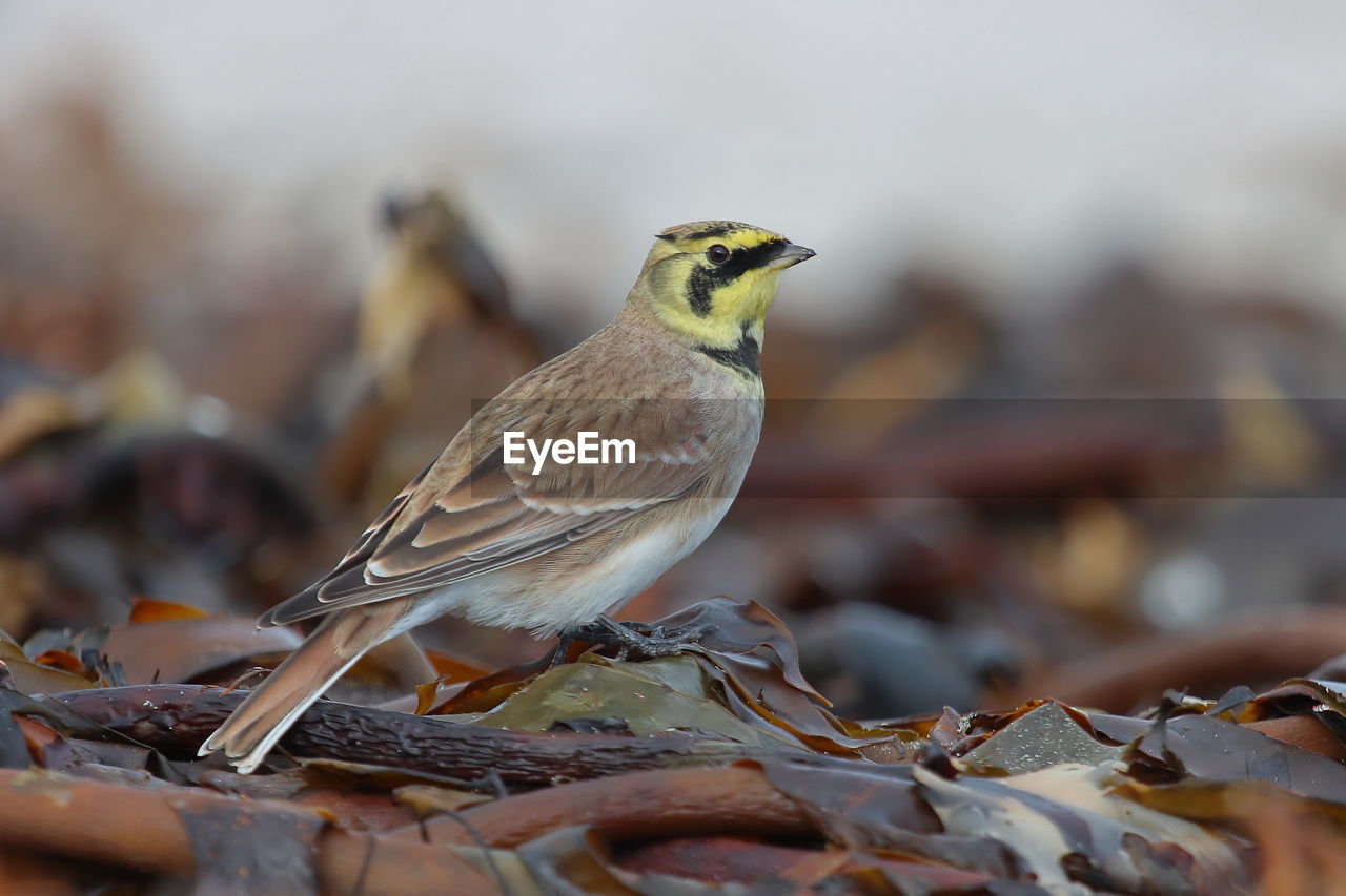 CLOSE-UP OF A BIRD