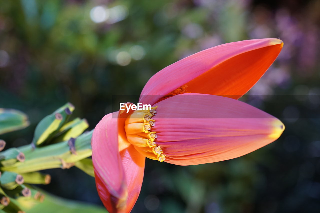 CLOSE-UP OF INSECT ON FLOWER