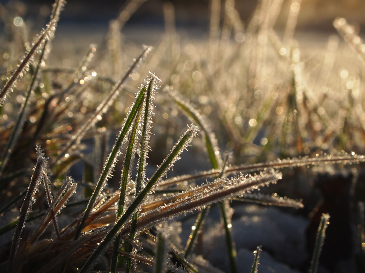 Backlight Frost Grass Low Angle View Rural Sparkling Tranquility Winter Beauty In Nature Close-up Cold Temperature Day Focus On Foreground Growth Nature No People Outdoors Plant Shades Of Winter