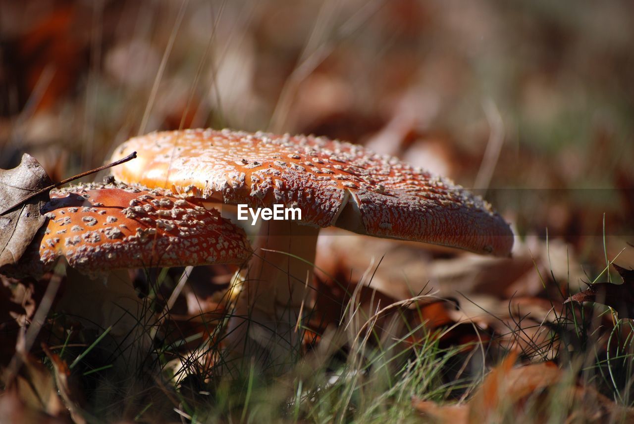 Close-up of mushrooms growing on field