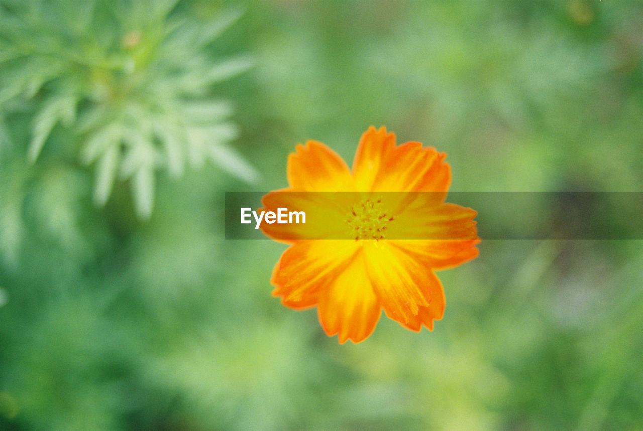 Directly above shot of orange flower blooming outdoors