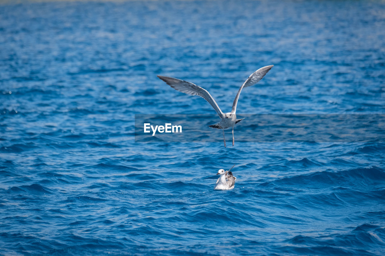 VIEW OF TWO BIRDS IN SEA