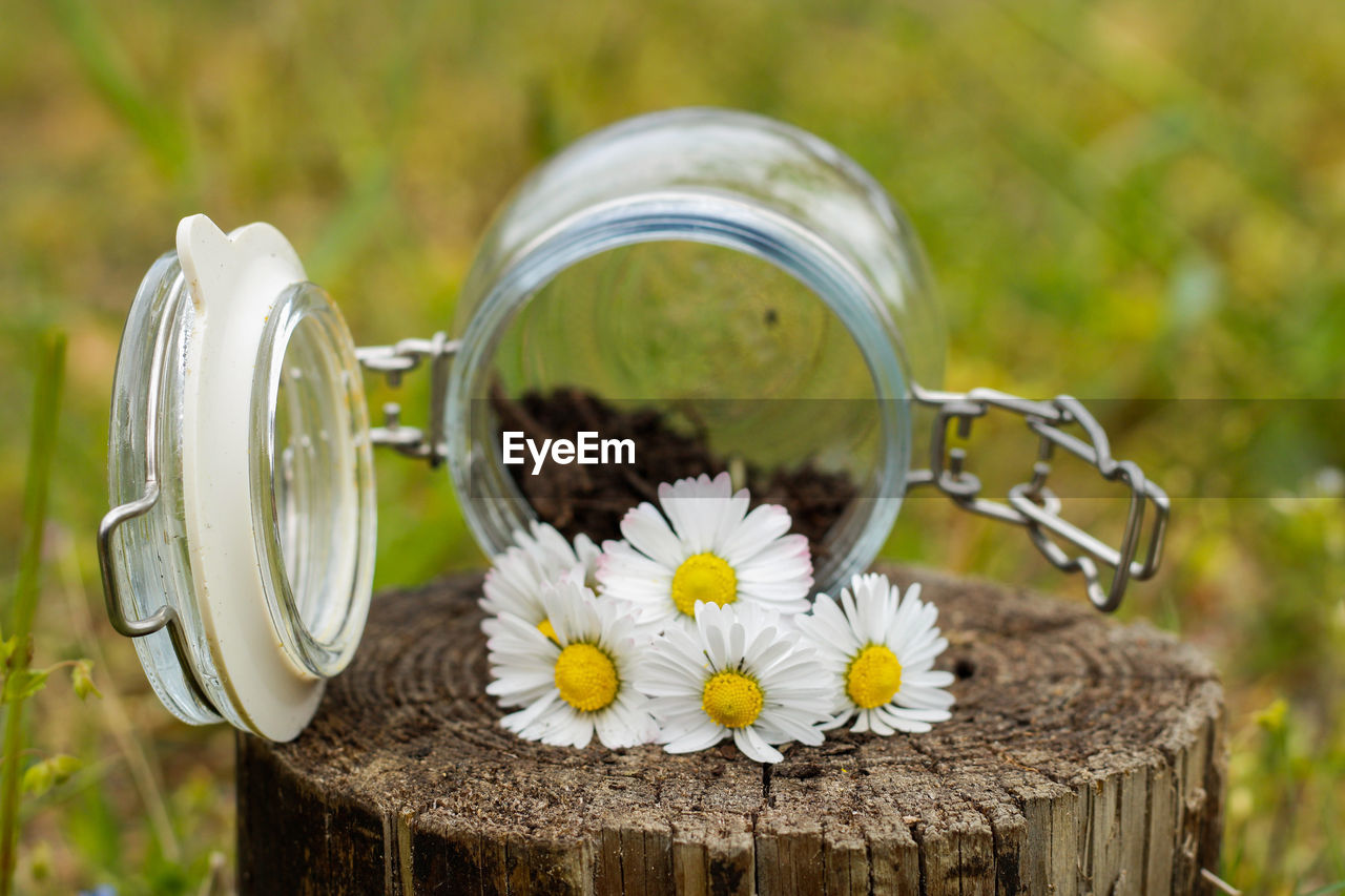 CLOSE-UP OF WHITE FLOWERING PLANT IN JAR ON FIELD