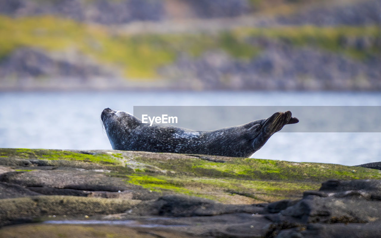Close-up of seal on rock