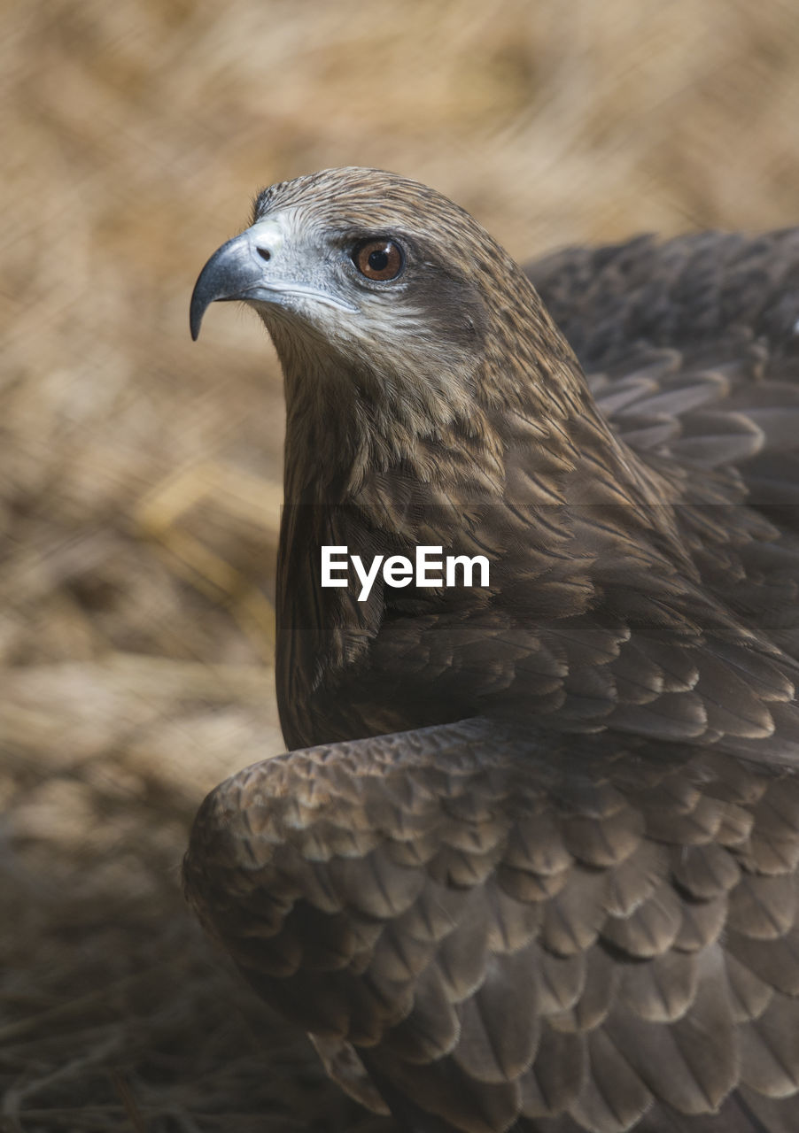 CLOSE-UP OF EAGLE PERCHING ON WOOD