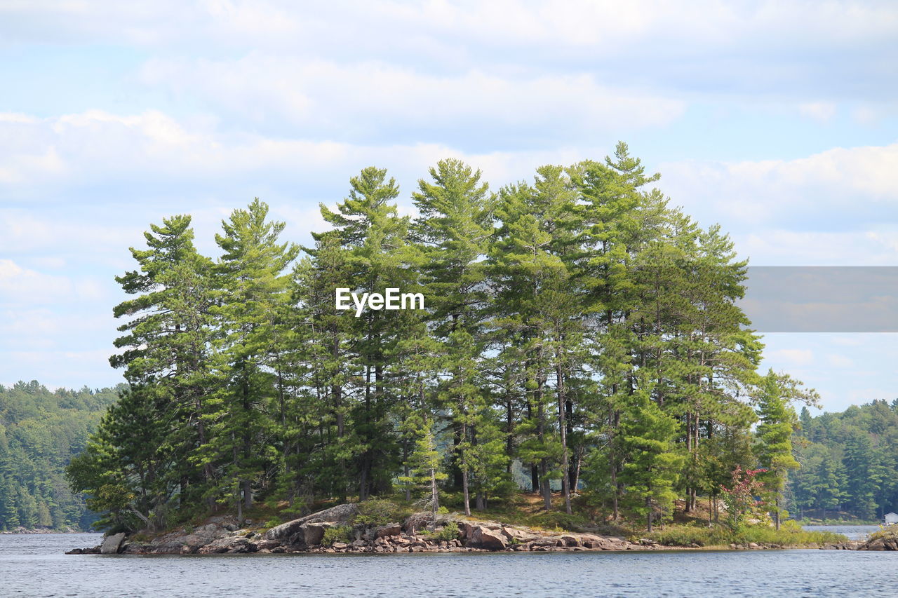 A small island of tree upon the lake.