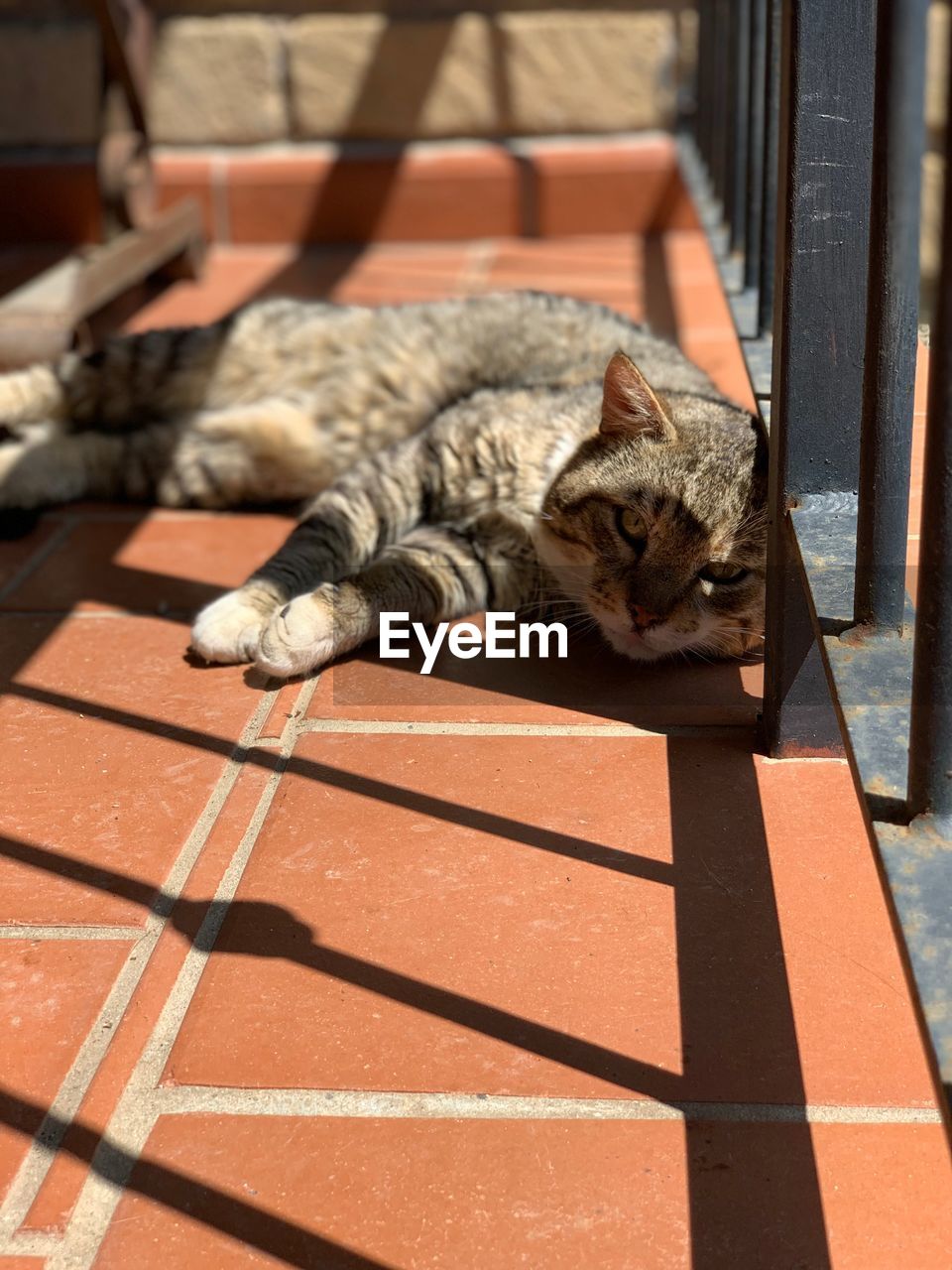 VIEW OF A CAT SLEEPING ON A DOG