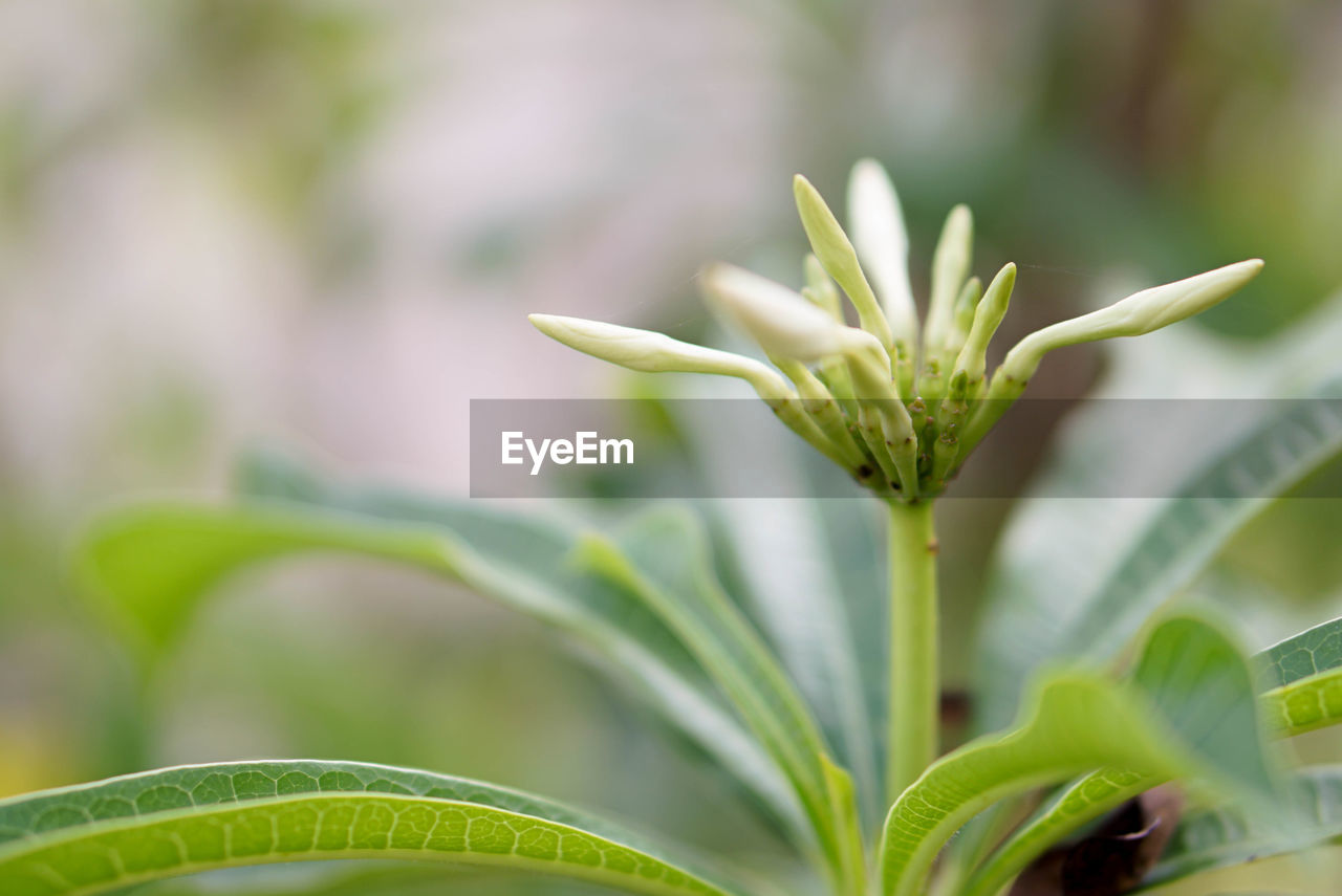 CLOSE-UP OF PLANT WITH BUDS