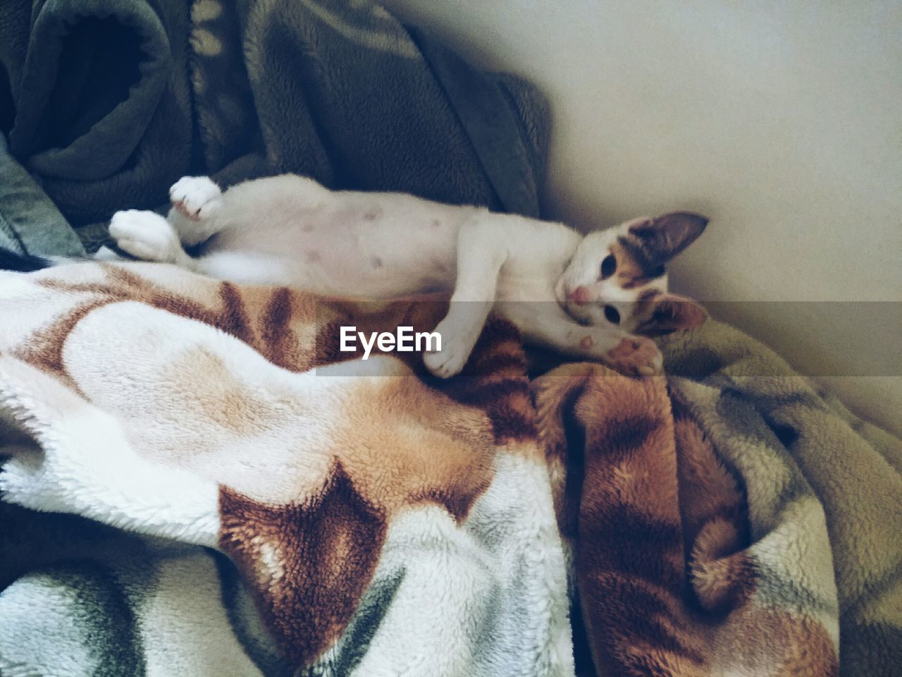 Portrait of cat lying on blanket at home