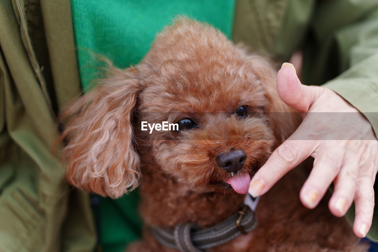 dog, canine, domestic animals, pet, mammal, one animal, animal themes, animal, lap dog, puppy, young animal, cute, toy poodle, poodle, hand, brown, one person, adult, friendship, carnivore, animal body part, portrait, cockapoo