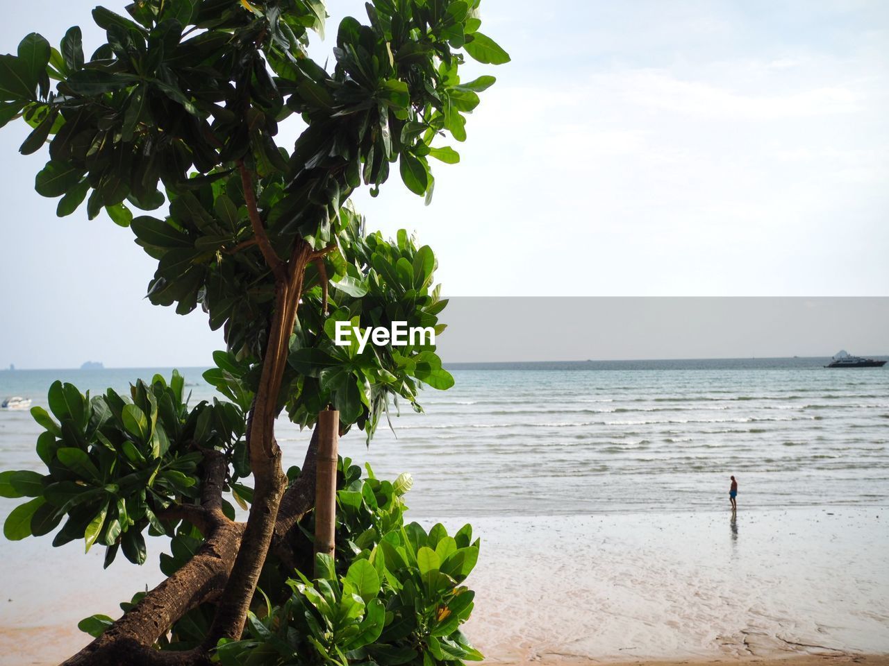 TREES BY SEA AGAINST SKY
