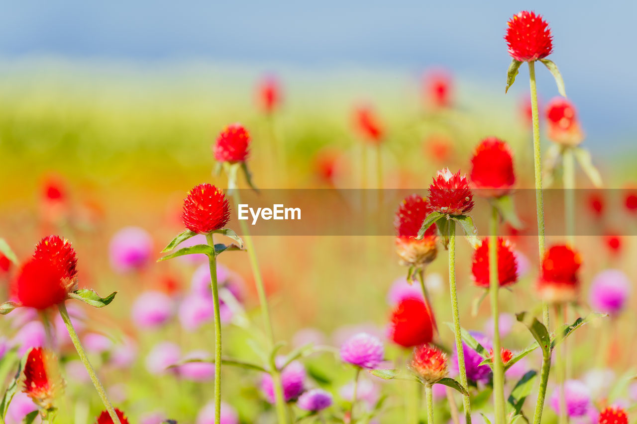 flower, plant, flowering plant, beauty in nature, freshness, nature, sky, summer, field, meadow, red, landscape, environment, multi colored, land, no people, wildflower, growth, springtime, close-up, rural scene, plain, petal, grass, selective focus, outdoors, grassland, sunlight, flowerbed, focus on foreground, blossom, poppy, flower head, pink, prairie, vibrant color, fragility, backgrounds, macro photography, scenics - nature, garden cosmos, yellow, tranquility, environmental conservation, non-urban scene, sunset, tranquil scene, landscaped, social issues, inflorescence, food, day, agriculture, idyllic, cloud, sun, blue, ornamental garden, botany, sunny, back lit