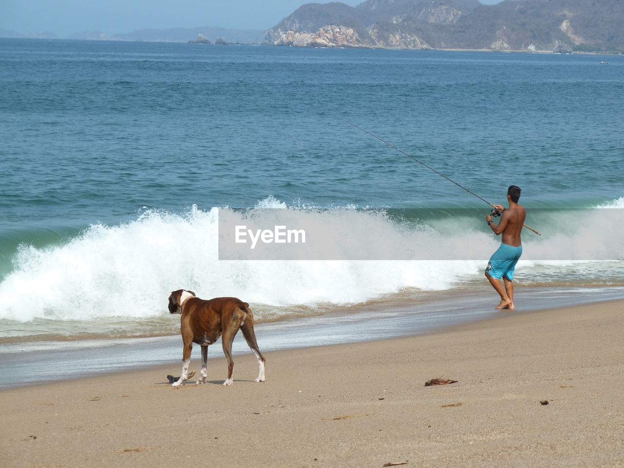 VIEW OF DOG ON BEACH