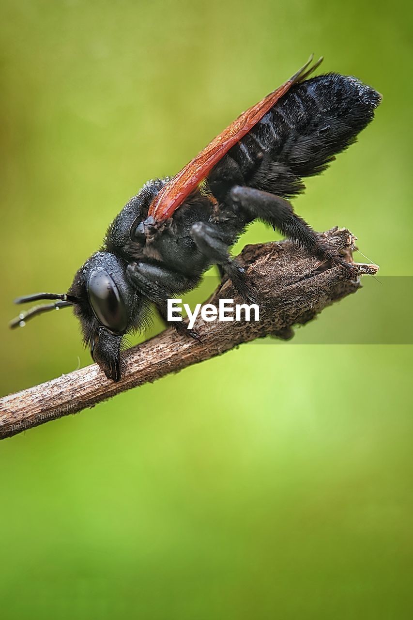 Black bee sleep
