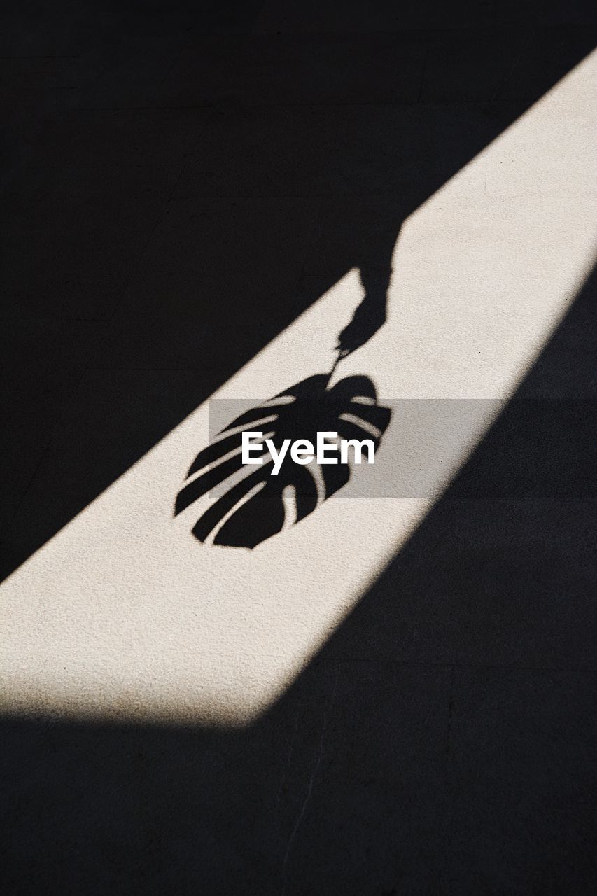 Shadow of person holding leaf on floor