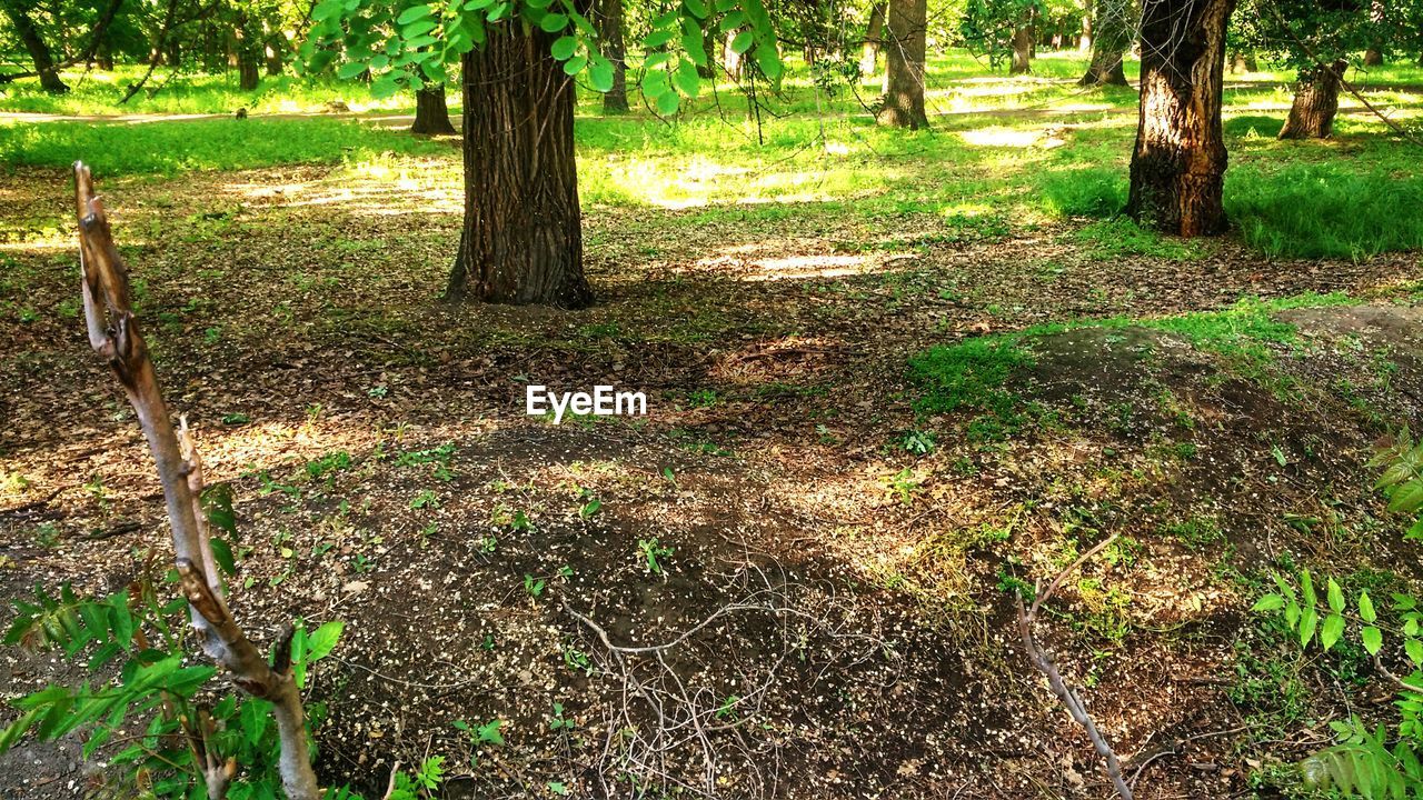 PLANTS GROWING ON LAND