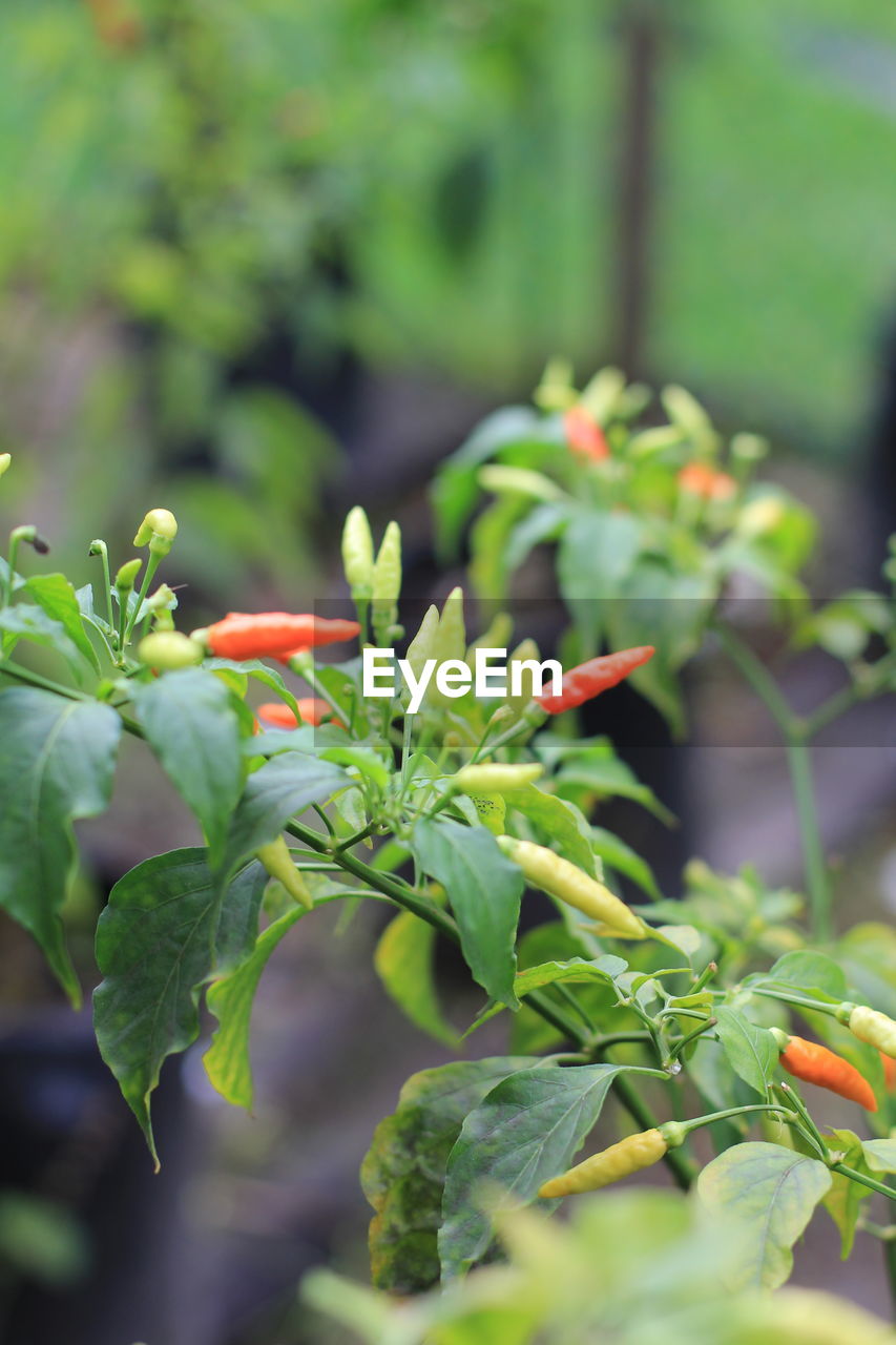 Close-up of chilli on plant
