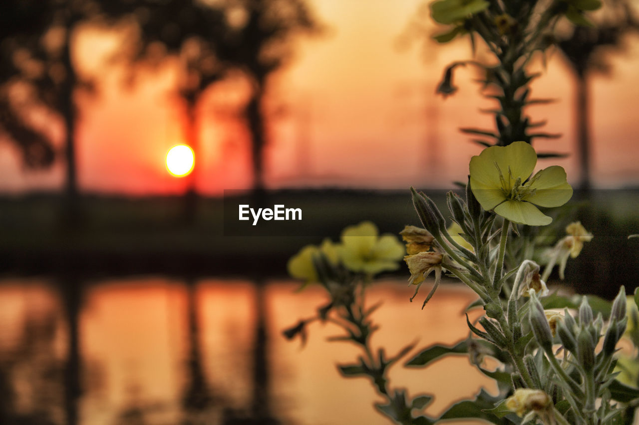 Yellow flowers blooming by lake during sunset