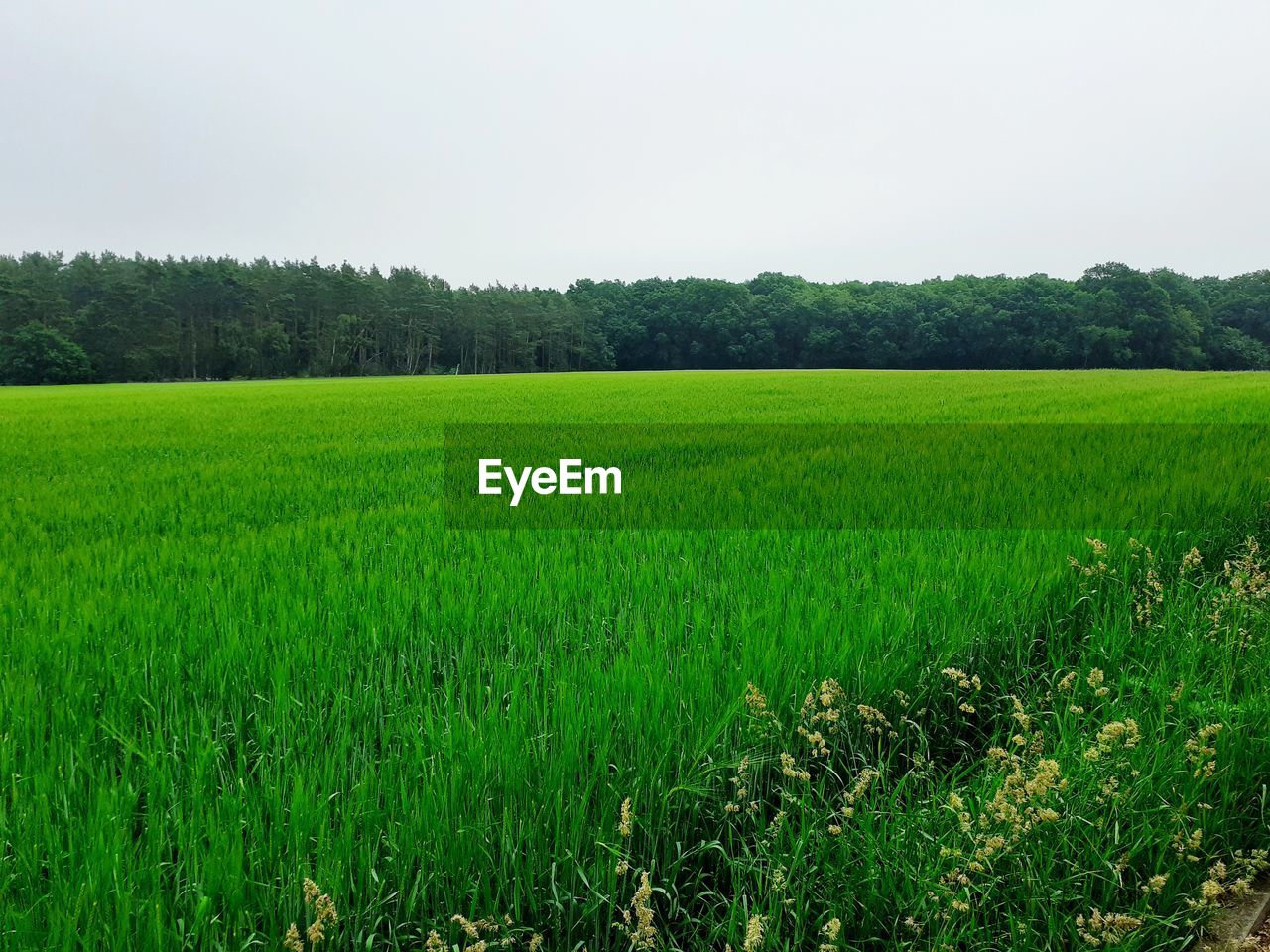 SCENIC VIEW OF FARMS AGAINST SKY