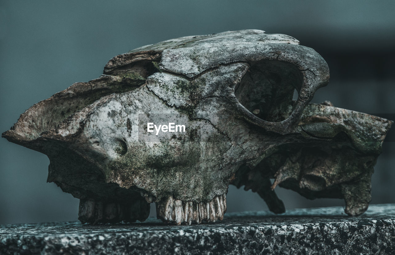 CLOSE-UP OF ANIMAL SKULL IN THE BACKGROUND